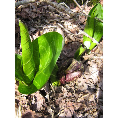 Symplocarpus foetidus