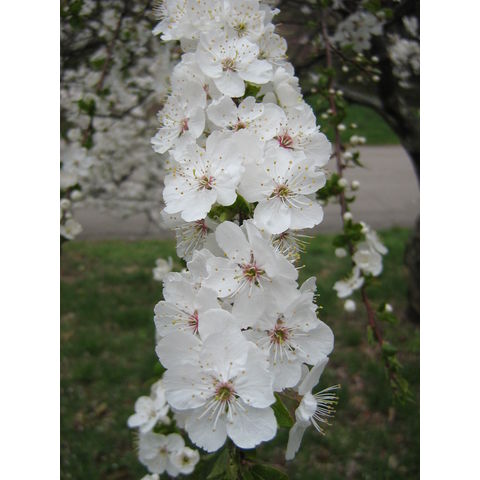 Prunus sp.