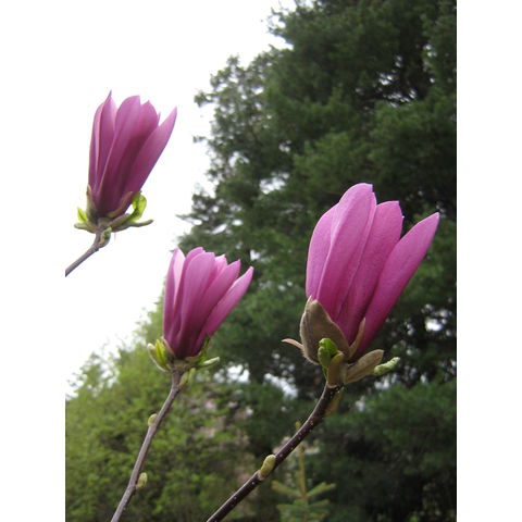 Magnolia 'Judy'