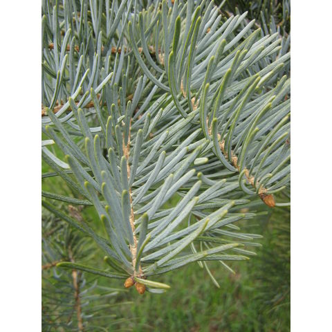Abies concolor 'Violacea'