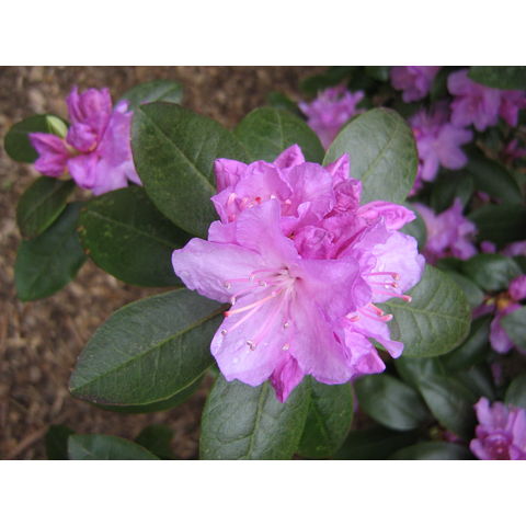 Ehododendron russatinii