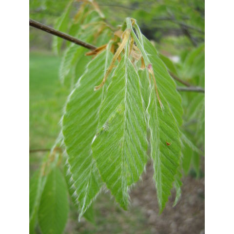 Fagus crenata var. multinerve