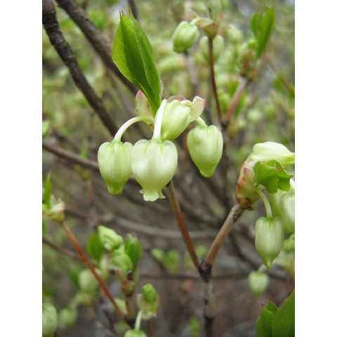 Enkianthus perulatus