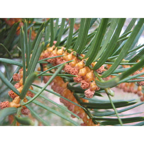 Taxus baccata