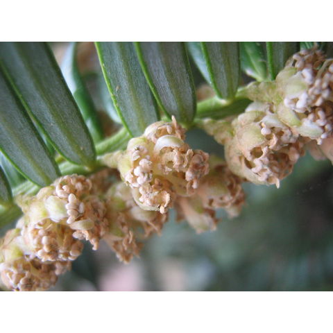 Cephalotaxus sinensis