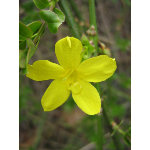 Jasminum nudiflorum