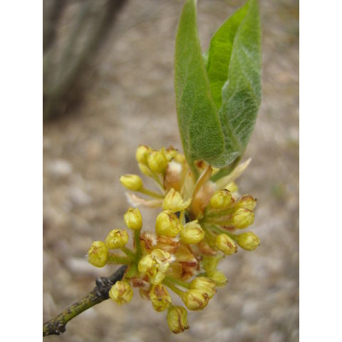 Lindera obtusifolia