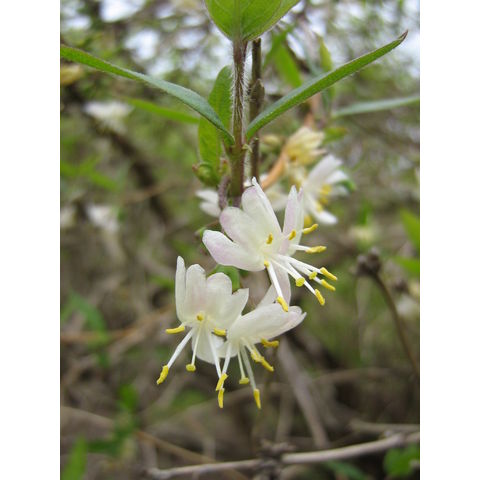Lonicera standishii