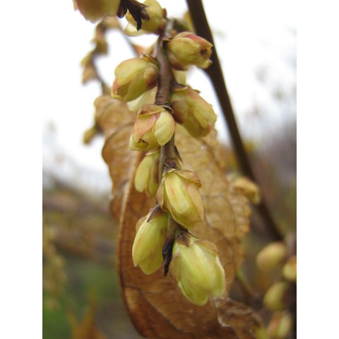 Stachyurus praecox
