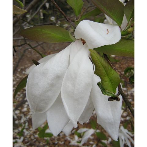 Magnolia salicifolia 'Wada's Memory'