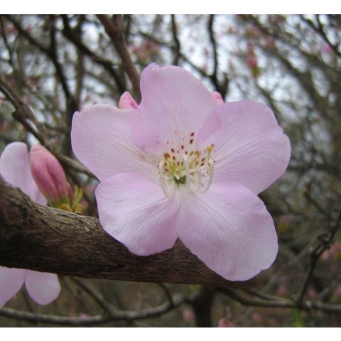 Rhododendron schlippenbachii