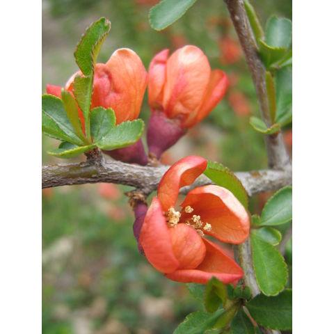 Chaenomeles sp.