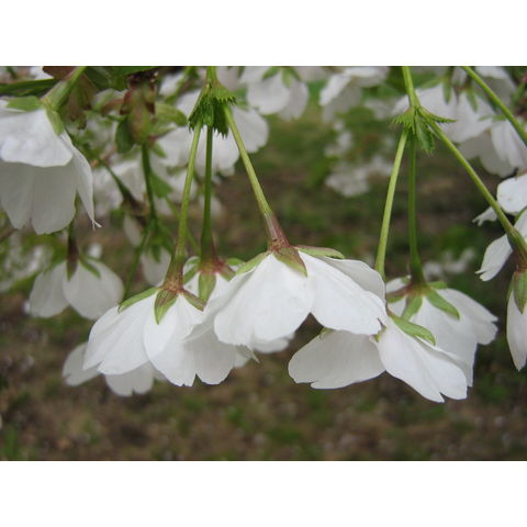 Prunus serrulata var. lannesiana