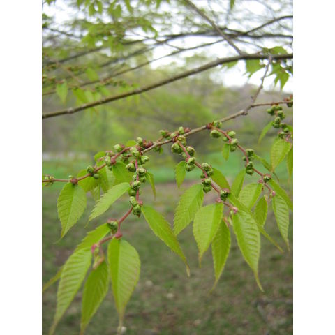 Zelkova serrata