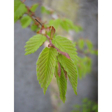 Zelkova serrata