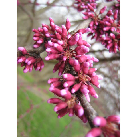 Cercis canadensis