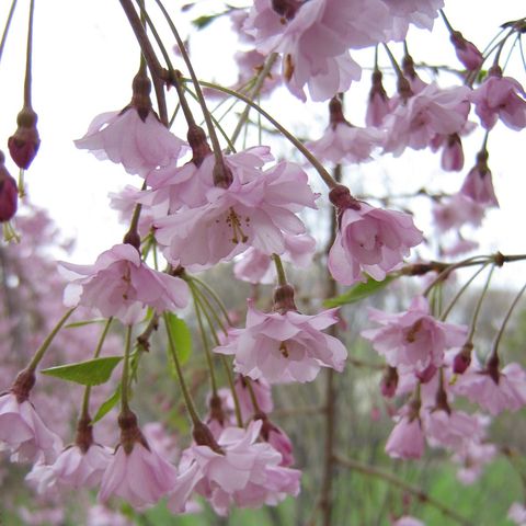 Prunus subhirtella 'Pendula'