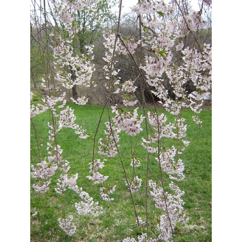 Prunus subhirtella 'Yedoensis'