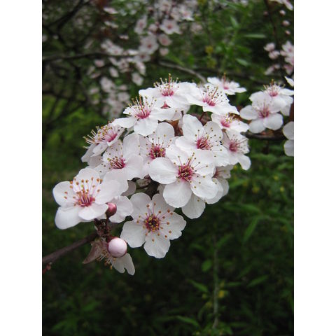 Prunus cerasifera 'Atropurpurea'