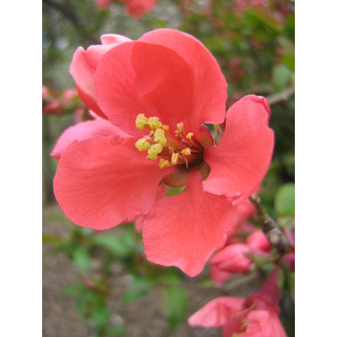 Chaenomeles speciosa 'Rubra Grandiflora'