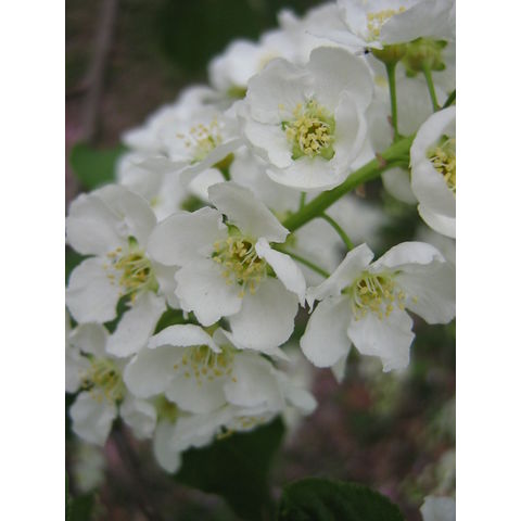 Prunus padus var. glauca