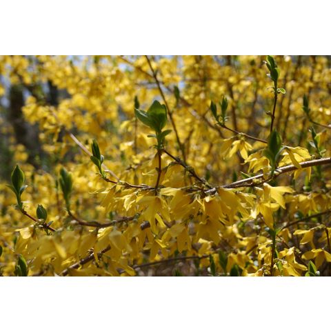 Forsythia intermedia