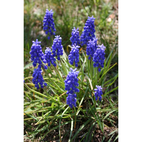 Muscari sp.