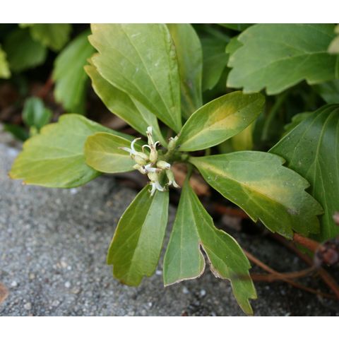 Pachysandra terminalis