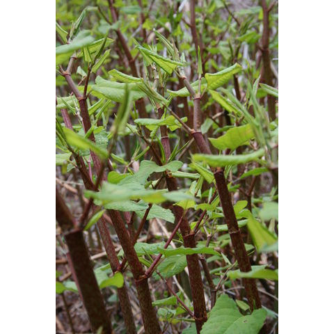 Polygonum cuspidatum