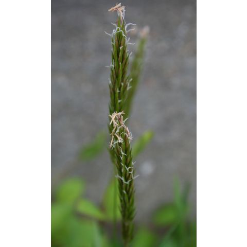 Anthoxanthum odoratum