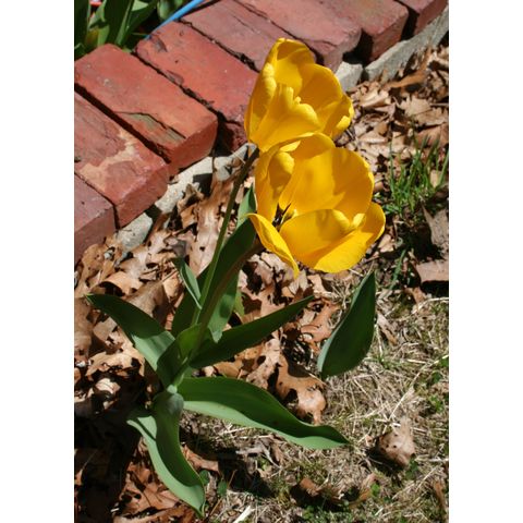 Tulipa sp.