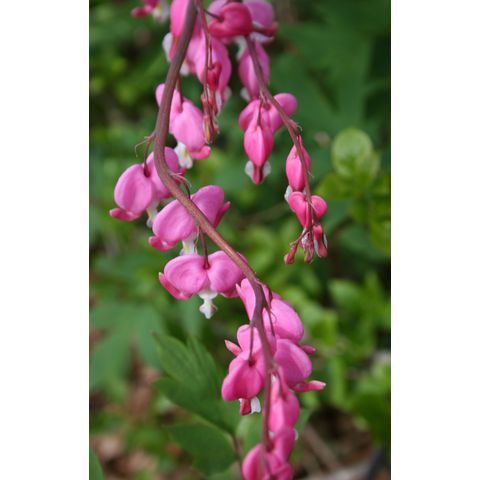 Dicentra sp.
