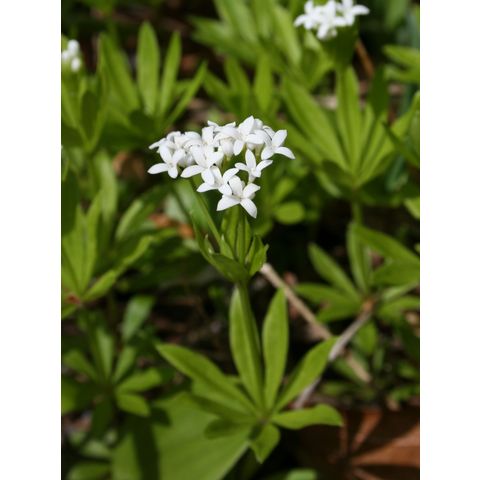 Galium sp.