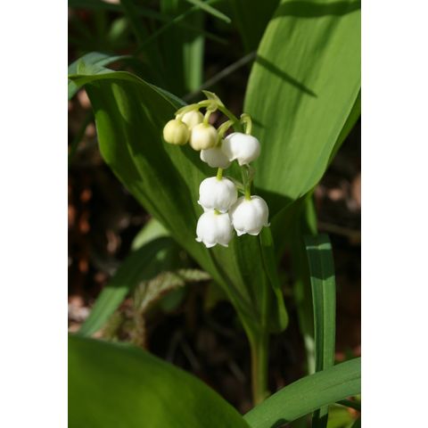 Convallaria majalis