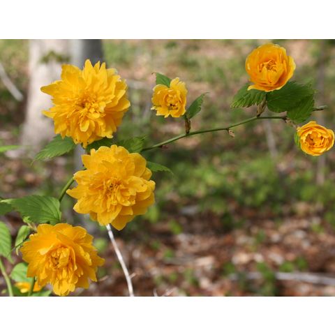 Kerria japonica