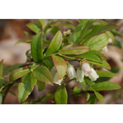 Vaccinium angustifolium