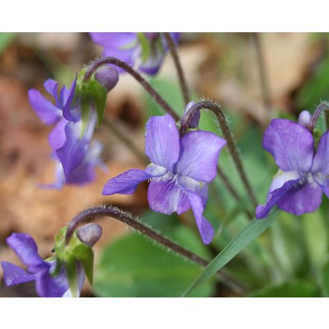 Viola sororia