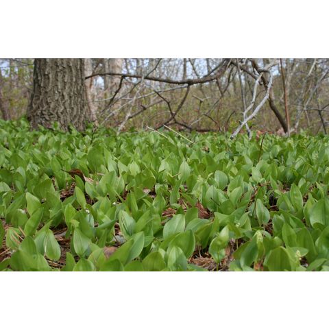 Maianthemum canadense