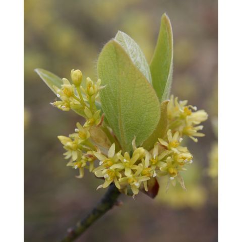 Lindera benzoin