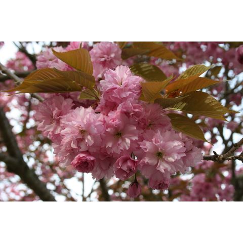 Prunus sp.