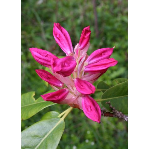 Rhododendron sp.