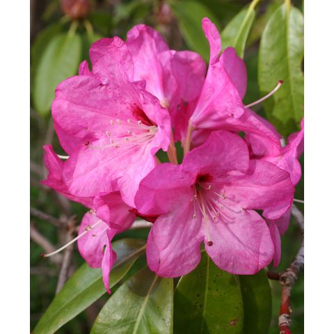 Rhododendron sp.