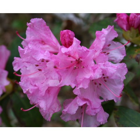 Rhododendron sp.