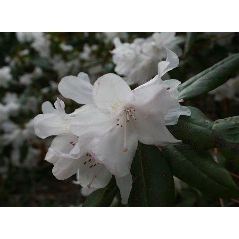 Rhododendron sp.