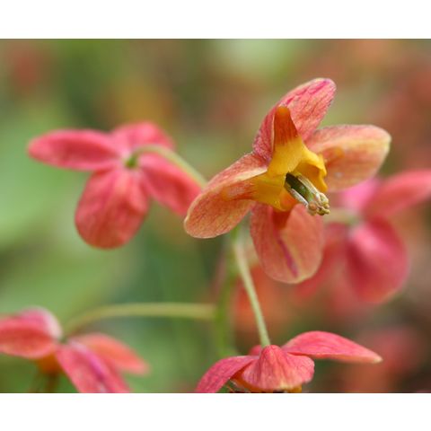 Epimedium rubrum