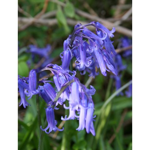 Hyacinthoides non-scripta in Woods Hole, apart from the described area