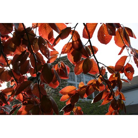 Fagus sylvatica f. purpurea