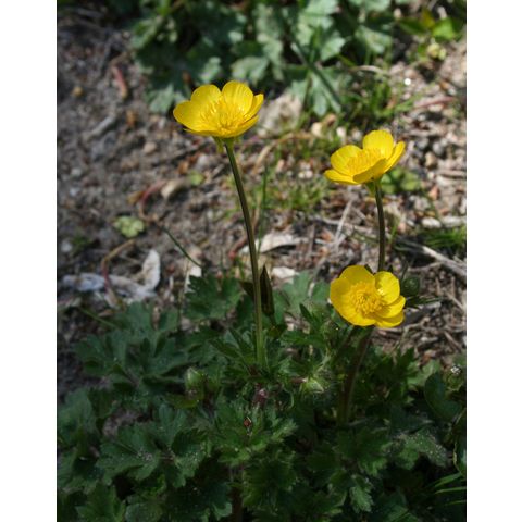 Ranunculus sp.