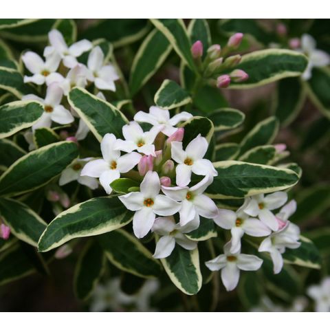 Daphne x burkwoodii 'Carol Mackie'