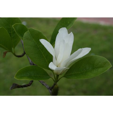 Magnolia sp.